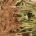 精品脱毒甜查理草莓苗产量高硬度大支持视频实地看货