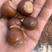 橡子种5青岗橡子，栎树种子橡树种子大量现货产地直销