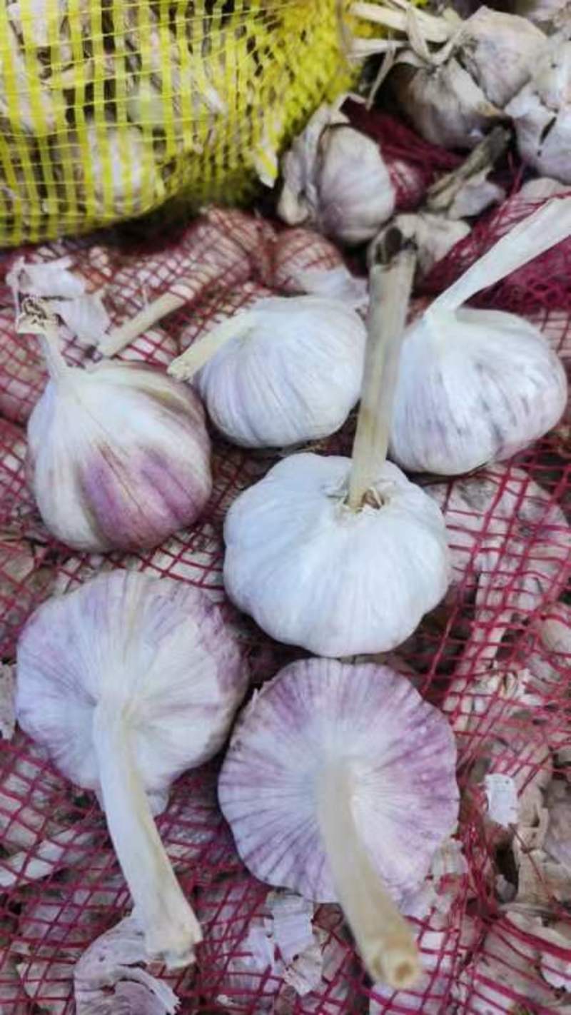 山东紫皮优质蒜种，白皮，电商代发。产地大量批发