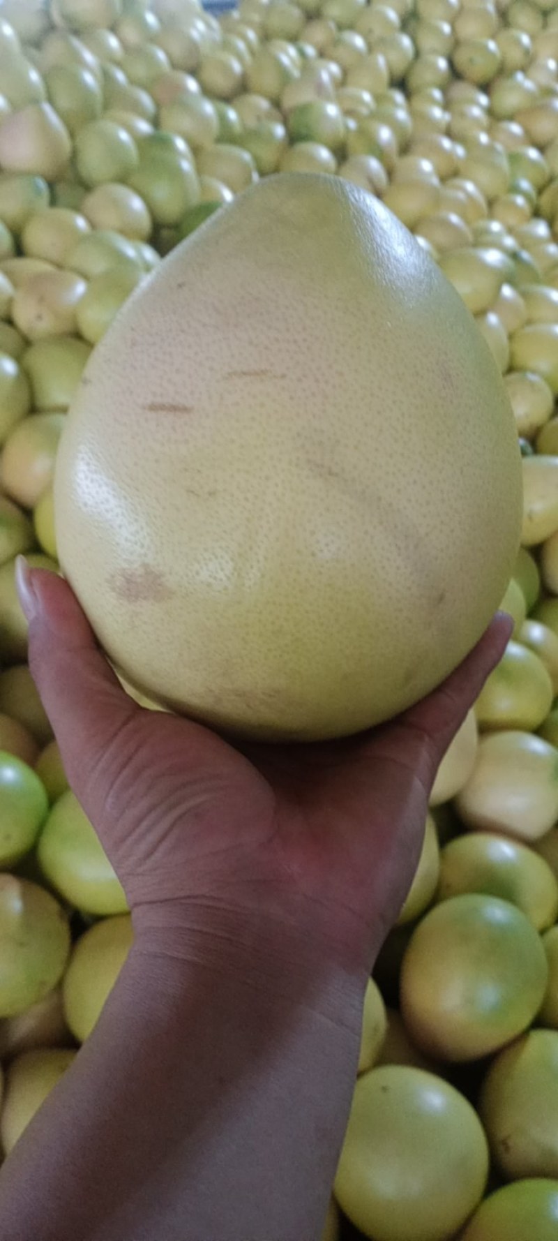 三红蜜柚