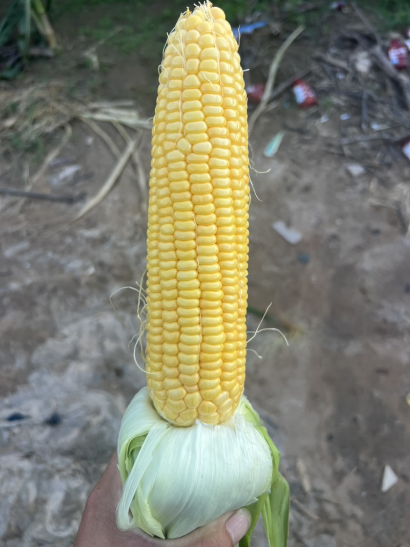水果玉米皮毛绿无虫不断米各种玉米都有大量现货需要的联系