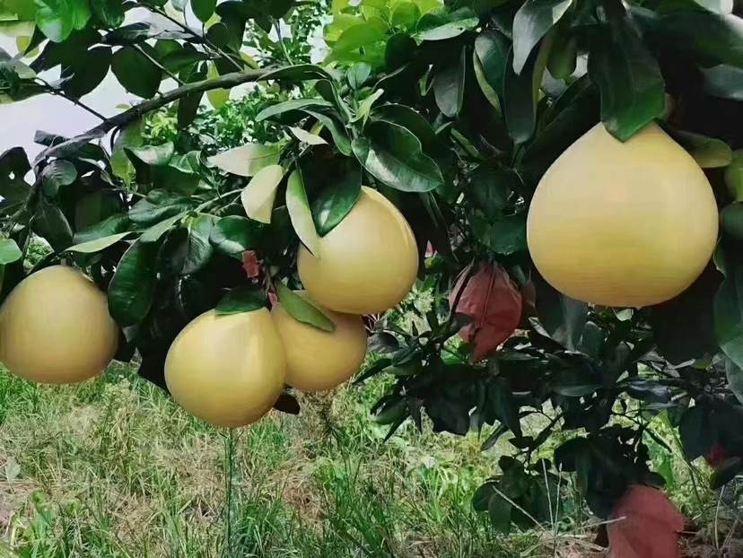 游客在红心柚子基地采摘红心柚,背景为整齐排列的果树,阳光明媚,游客笑容满面 游客在红心柚子基地采摘红心柚