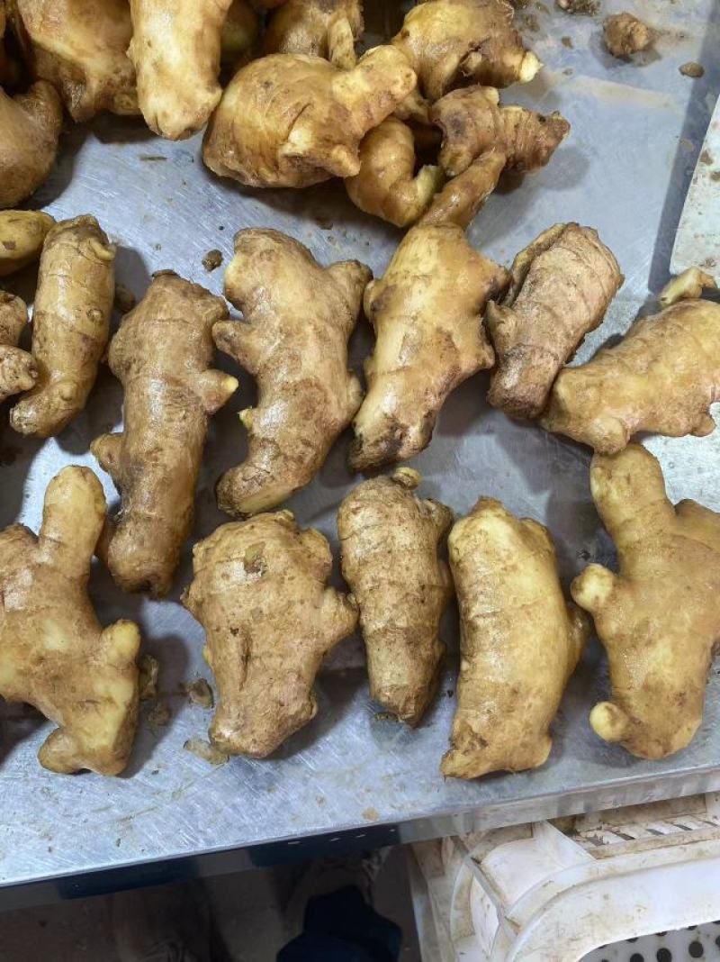 【坏烂包赔】小黄姜品种齐全产地直发一手货源全国发货