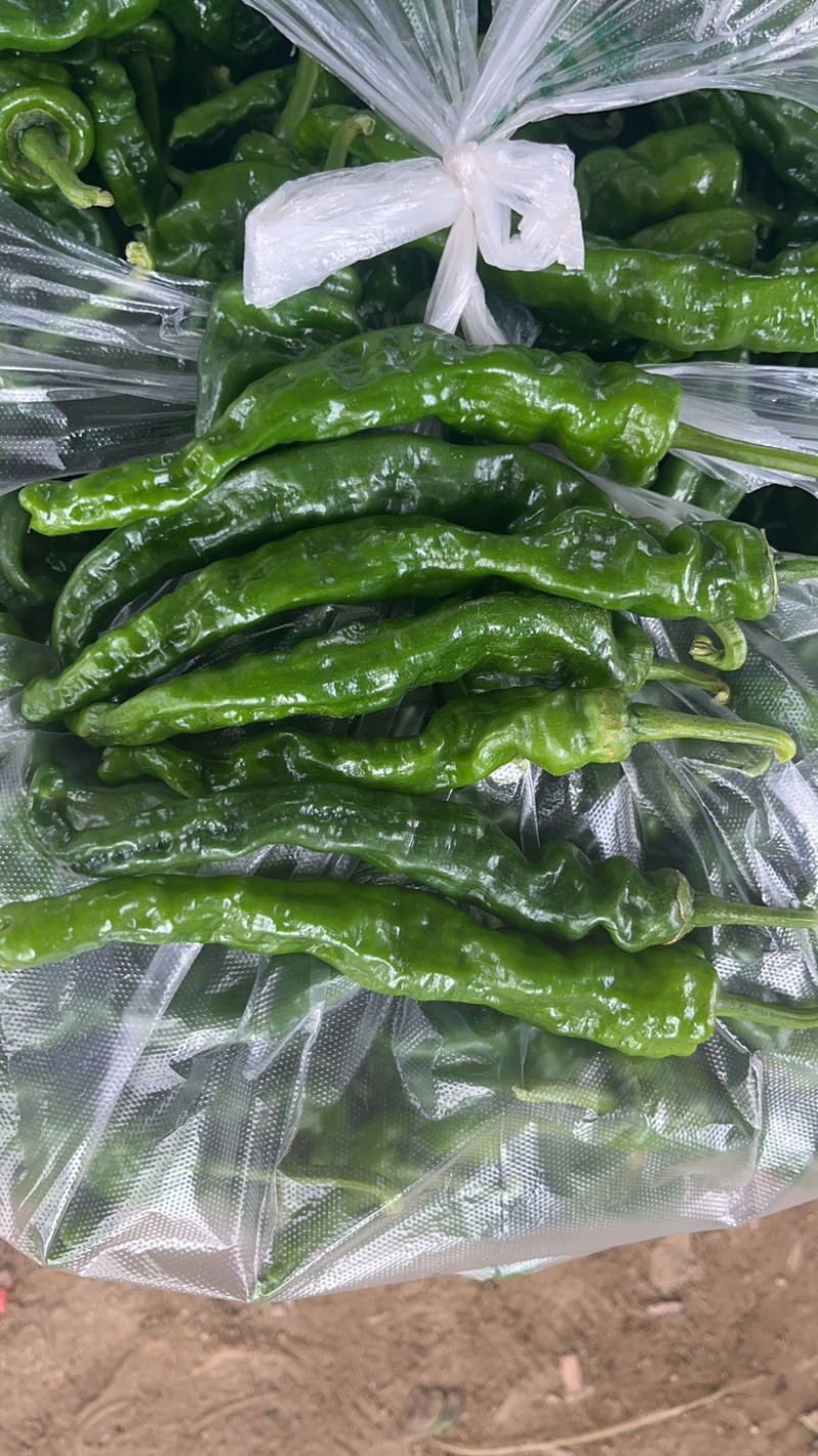 精品皱皮辣椒大量供应电商社区市场全国代发