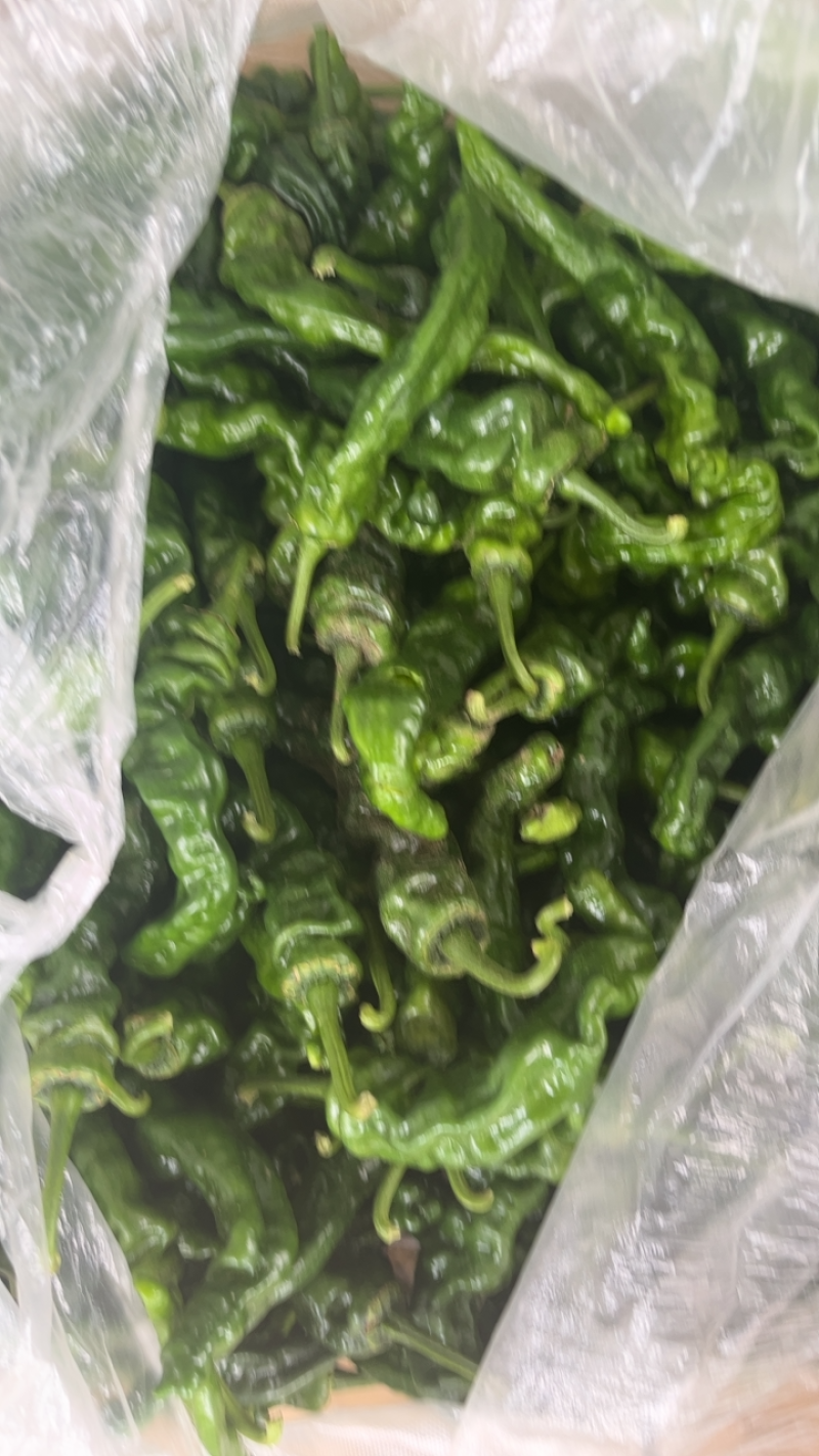 精品皱皮辣椒大量供应电商社区市场全国代发