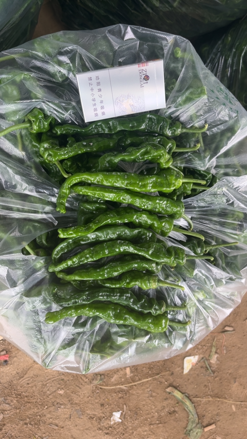 精品皱皮辣椒大量供应电商社区市场全国代发