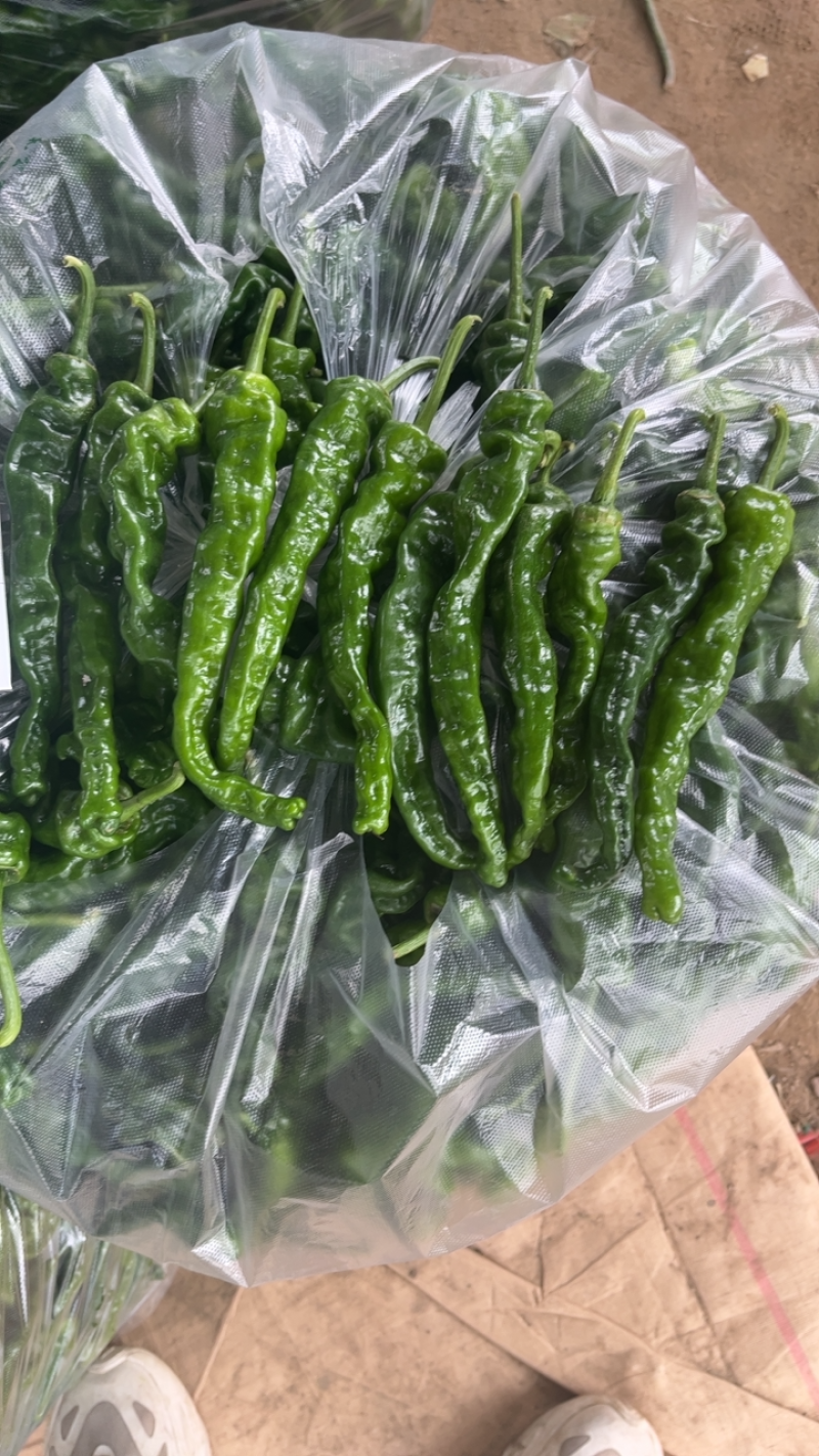 精品皱皮辣椒大量供应电商社区市场全国代发