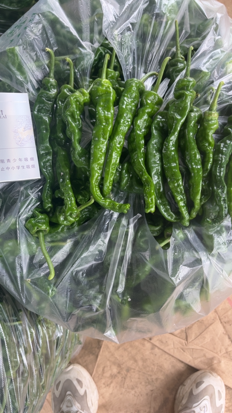 精品皱皮辣椒大量供应电商社区市场全国代发