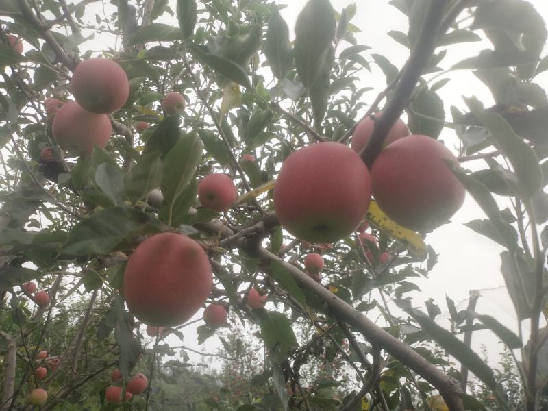 阳光富士苹果钙膜阳光果宜川降头村