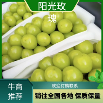 【精品】阳光玫瑰葡萄-一手货源-量大从优-包熟包甜