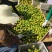 【热卖推荐】大芬四号蜜桔特早熟蜜桔湖南蜜桔特早熟蜜桔