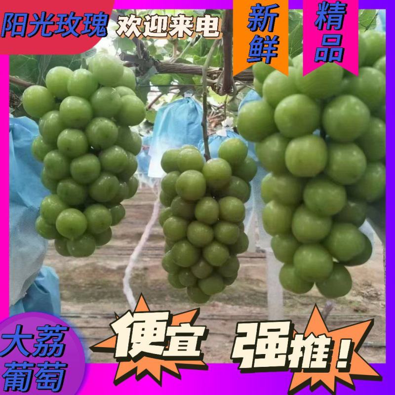 【精品】阳光玫瑰陕西产地发货便宜价格品质保证电联