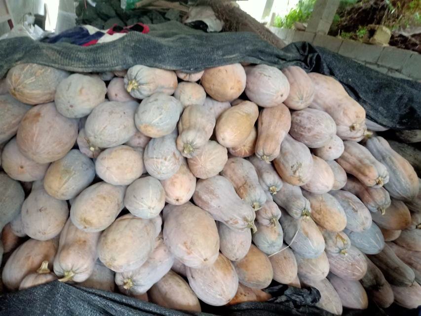 南瓜与地瓜对比图