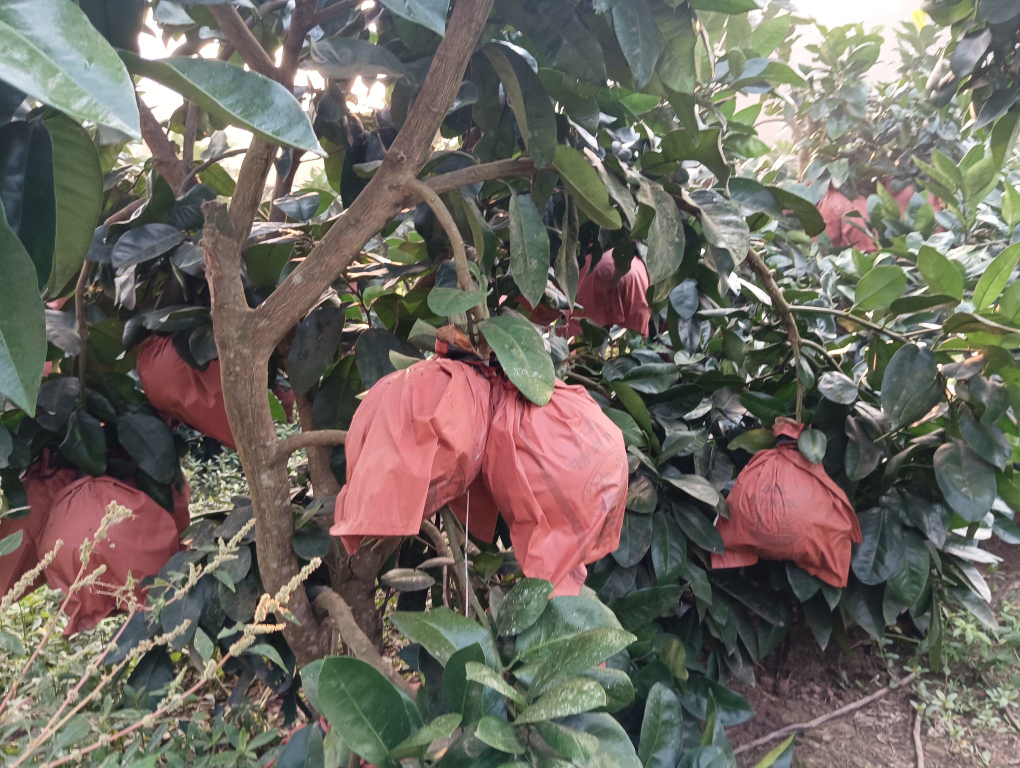 红心柚采摘现场