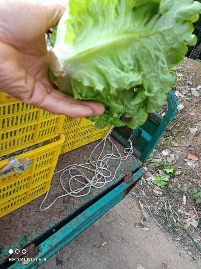 精品意大利生菜精品意大利生菜