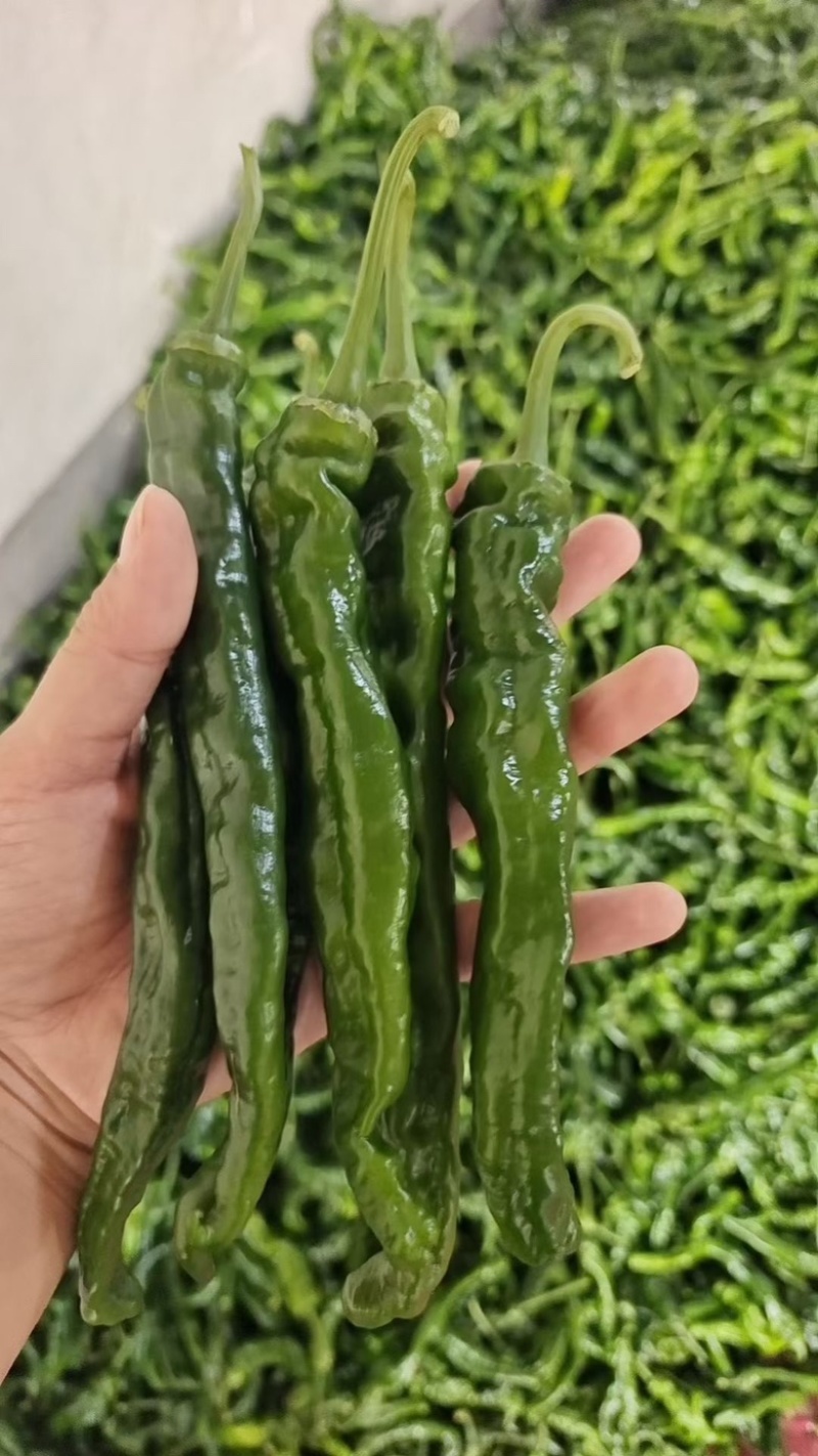 精品皱皮辣椒大量供应电商社区市场全国代发