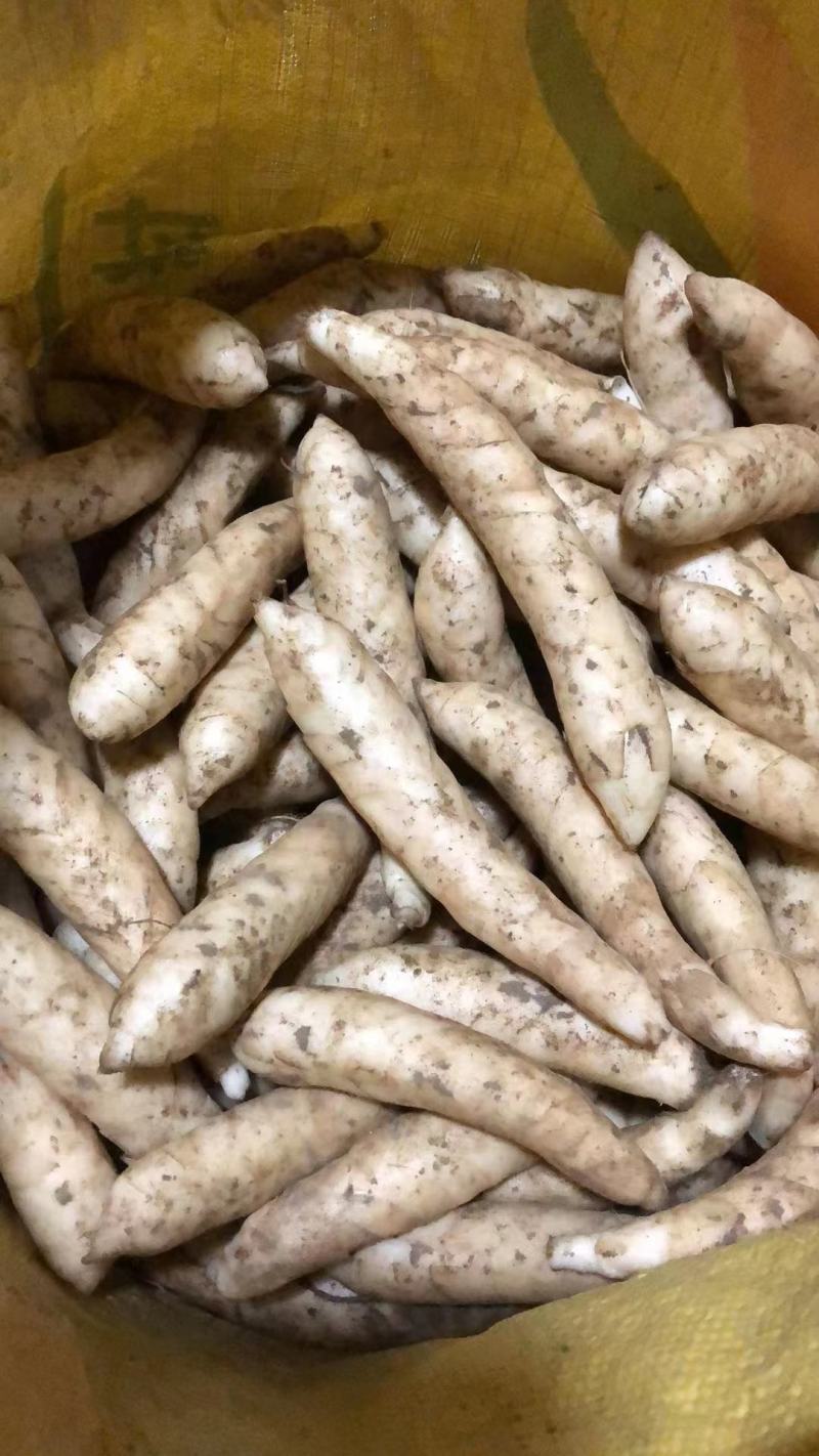 竹薯东粉薯新鲜现挖