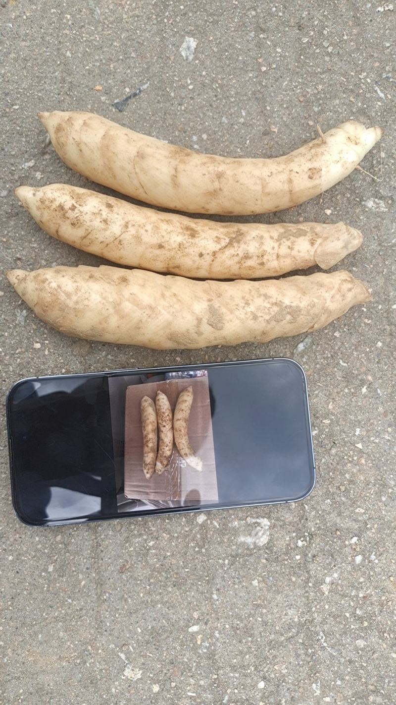 竹薯东粉薯新鲜现挖