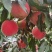 【推荐】金秋红蜜，映霜红冬桃，全国代发，保证质量