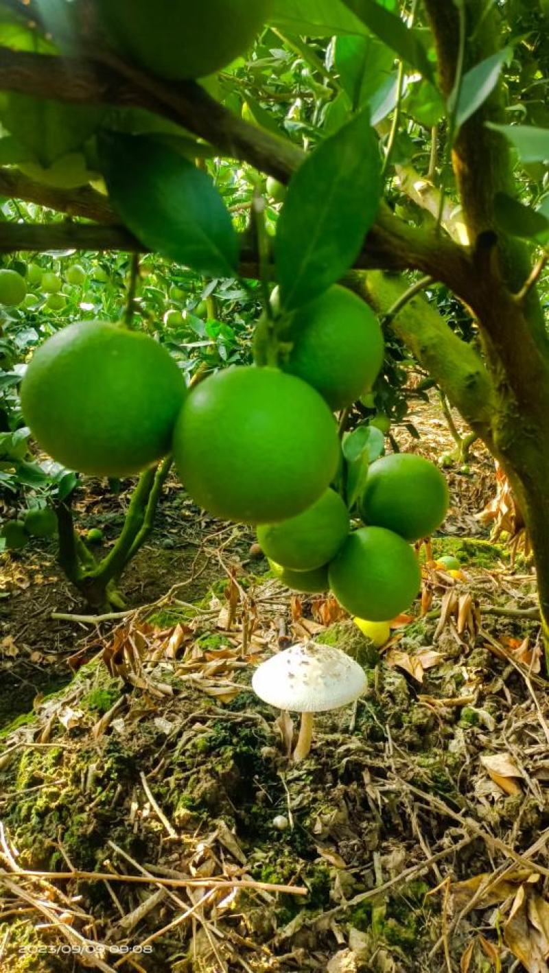 冰糖橙小果，花斑果