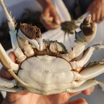 黄河口大闸蟹螃蟹精品大闸蟹鲜活膏满黄满品质好