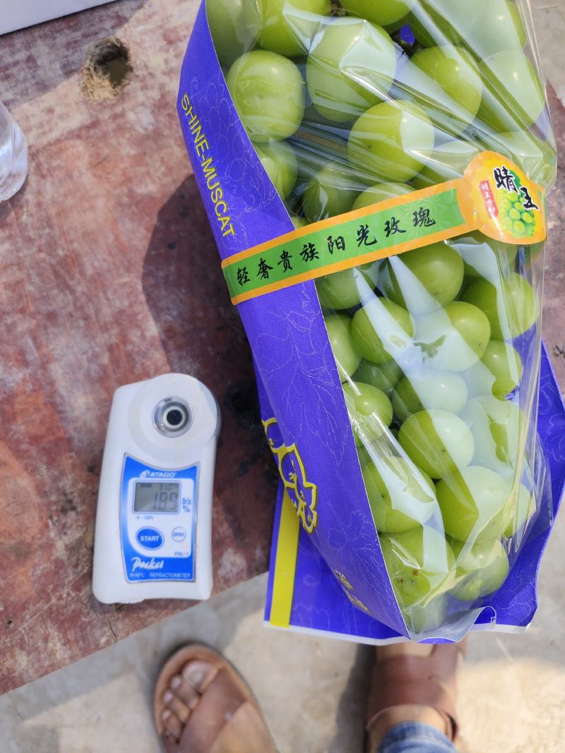 精品阳光玫瑰，欢迎各位老板前来收购，量大从优
