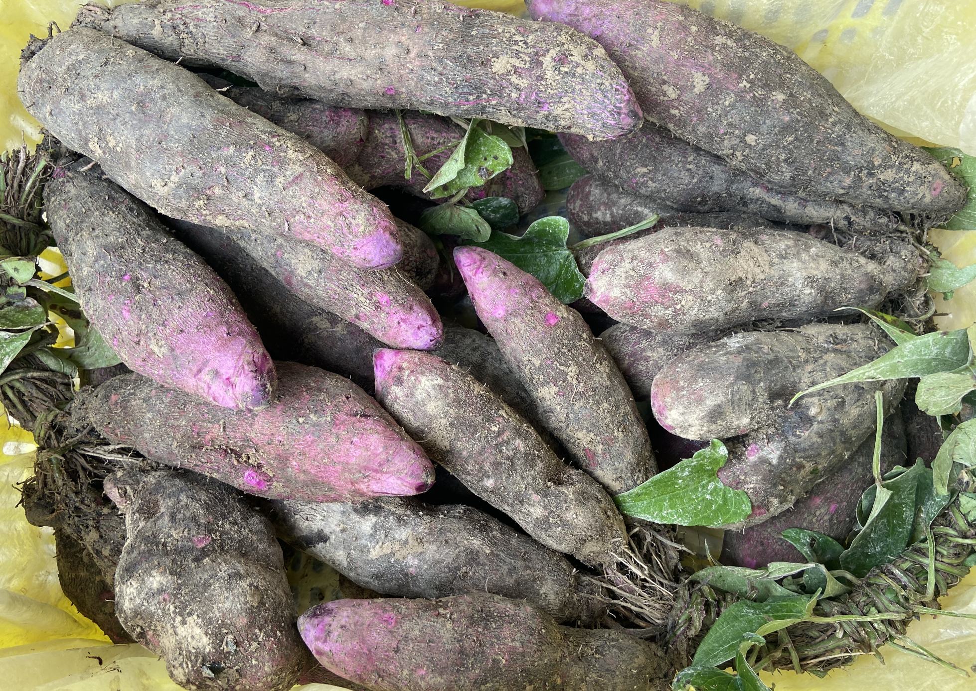 紫薯与西兰花食材处理图