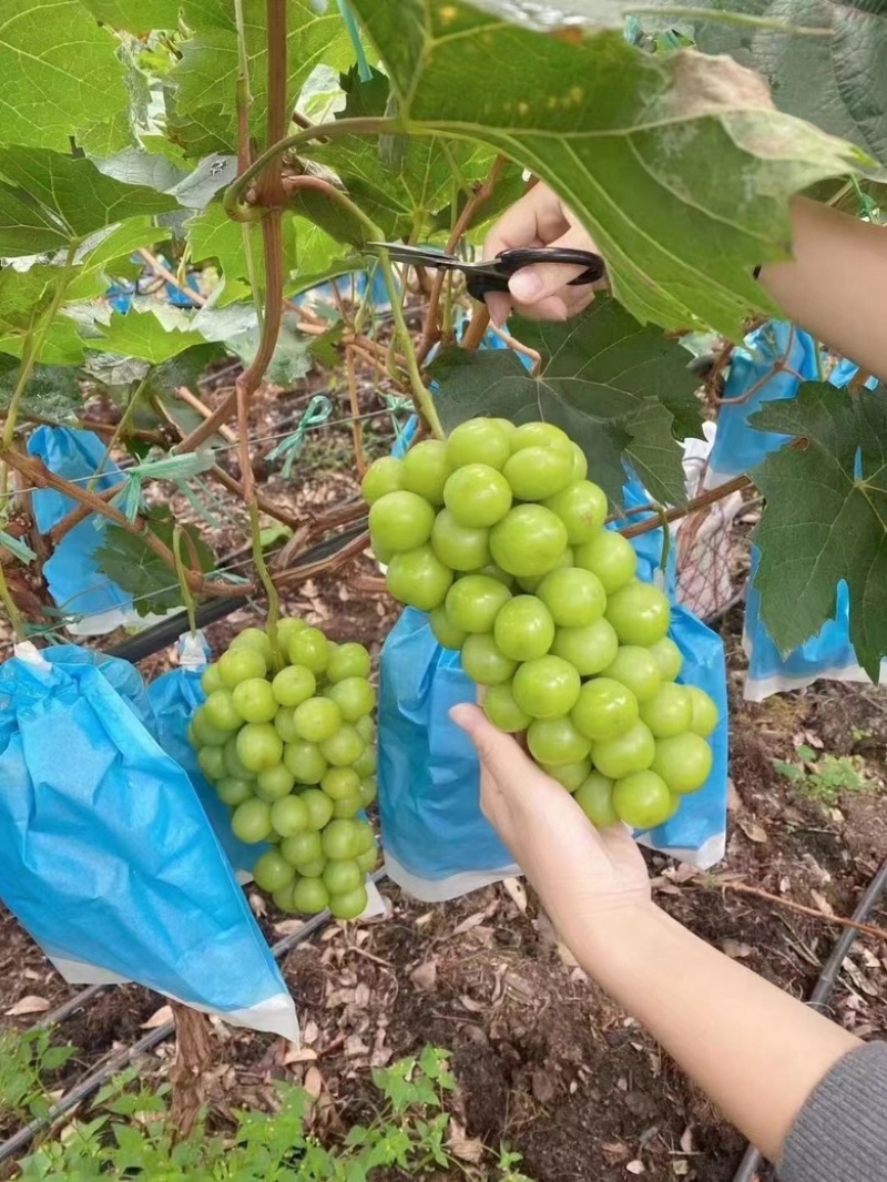 精品晴王阳光玫瑰葡萄一级果大量有货