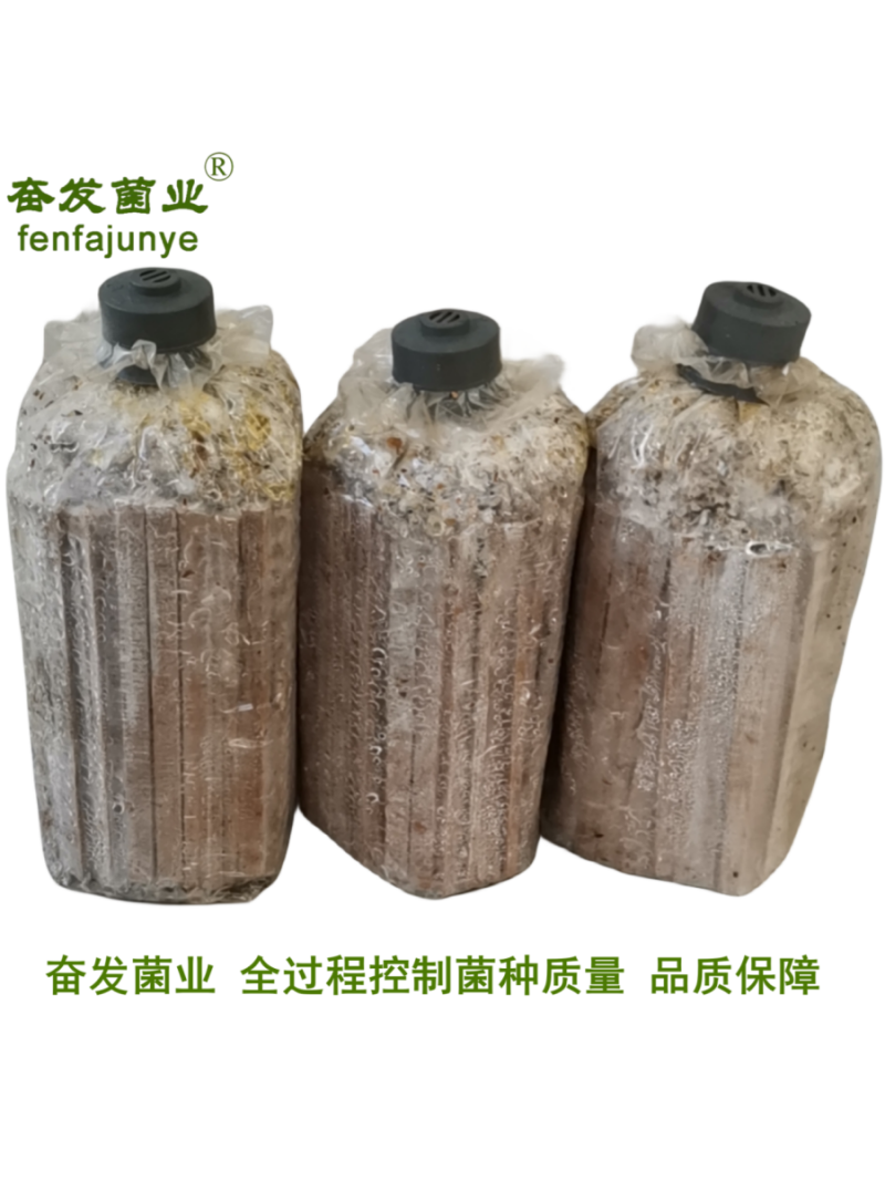 枝条菌种姬菇菌种姬菇栽培种姬菇三级菌种平菇菌种