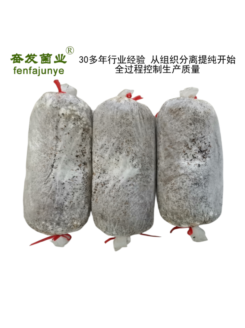 枝条菌种姬菇菌种姬菇栽培种姬菇三级菌种平菇菌种