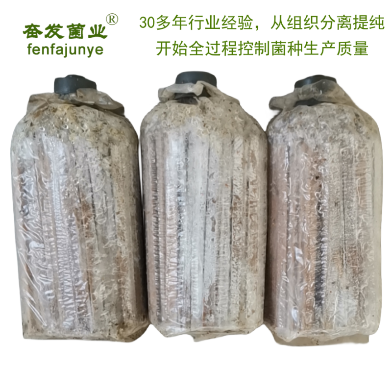 枝条菌种姬菇菌种姬菇栽培种姬菇三级菌种平菇菌种