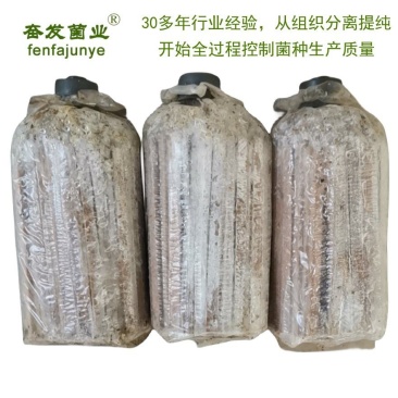 枝条菌种姬菇菌种姬菇栽培种姬菇三级菌种平菇菌种