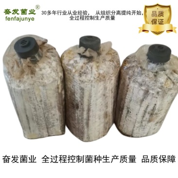 平菇菌种平菇栽培种枝条菌种平菇三级菌种姬菇枝条菌种
