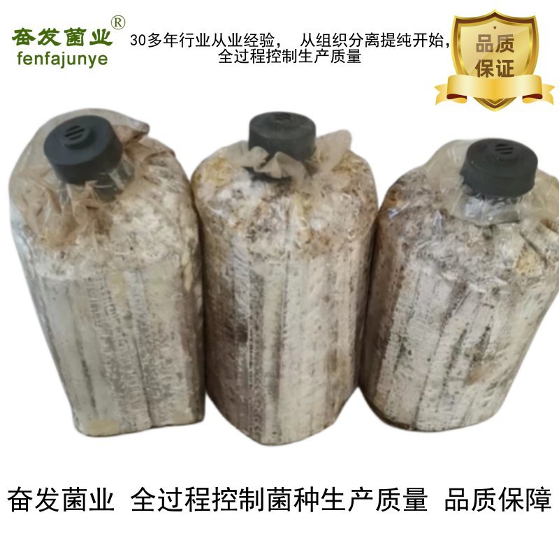 平菇菌种平菇栽培种枝条菌种平菇三级菌种姬菇枝条菌种