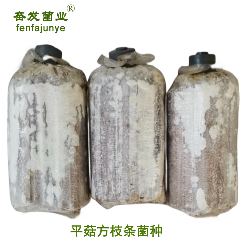 平菇菌种平菇栽培种枝条菌种平菇三级菌种姬菇枝条菌种