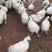 广西南宁，桂林，玉林竹丝鸡（乌鸡），母鸡平均3.45斤，
