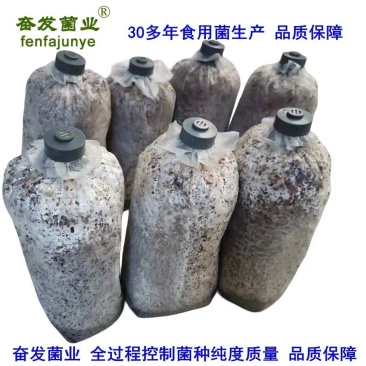 平菇栽培种，姬菇栽培种预售
