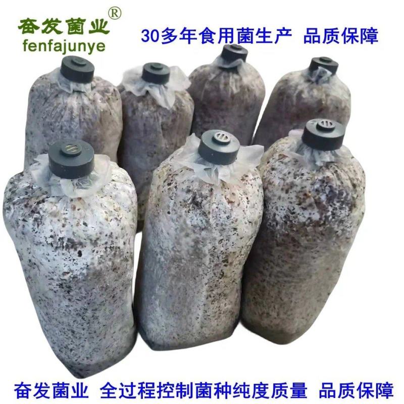 平菇栽培种，姬菇栽培种预售