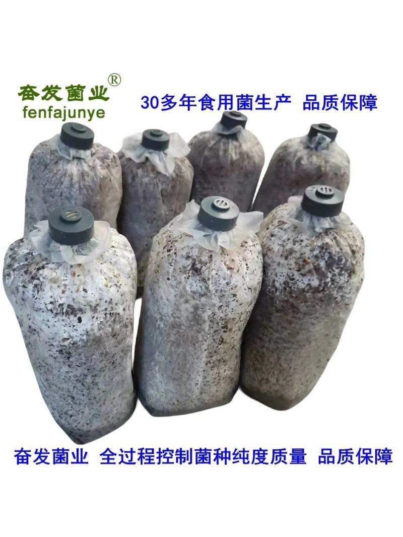 平菇栽培种，姬菇栽培种预售