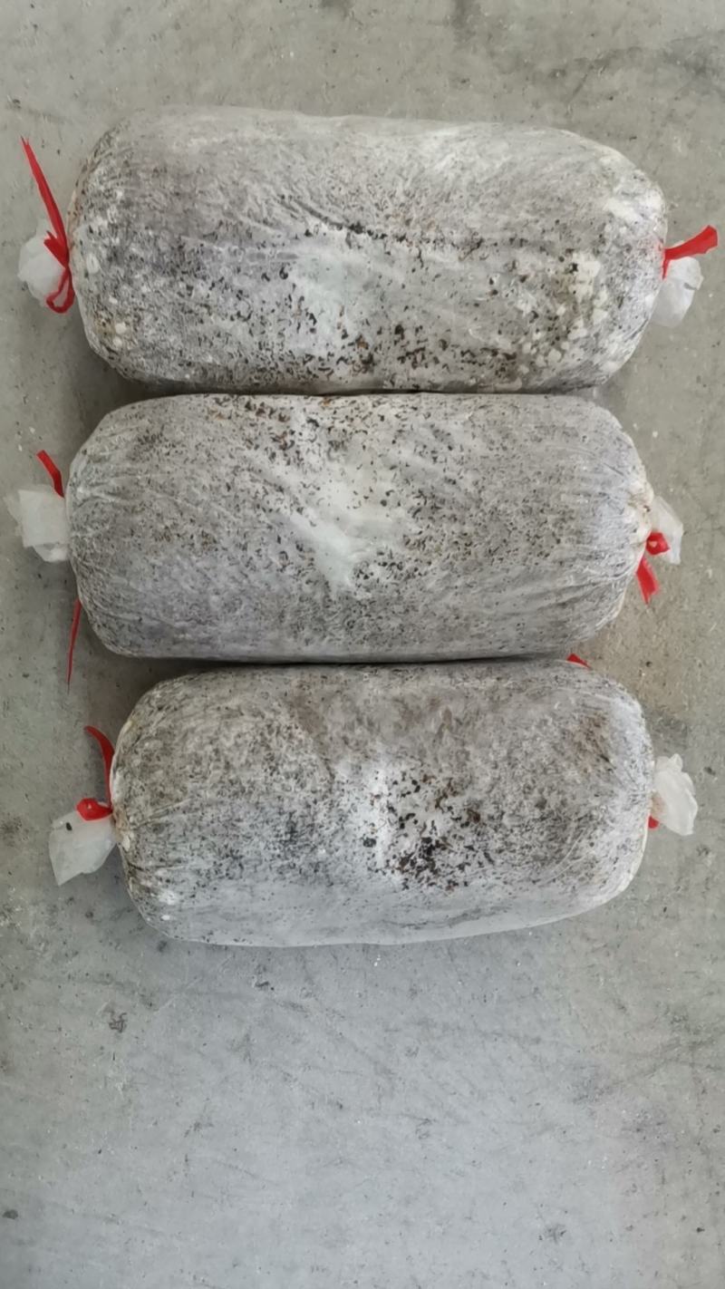 平菇栽培种，姬菇栽培种预售
