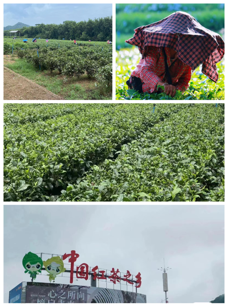 英德精品英红九号红茶基地直发品质保证量大从优