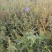 黄芩鲜货干货个子切片无硫过筛沫子