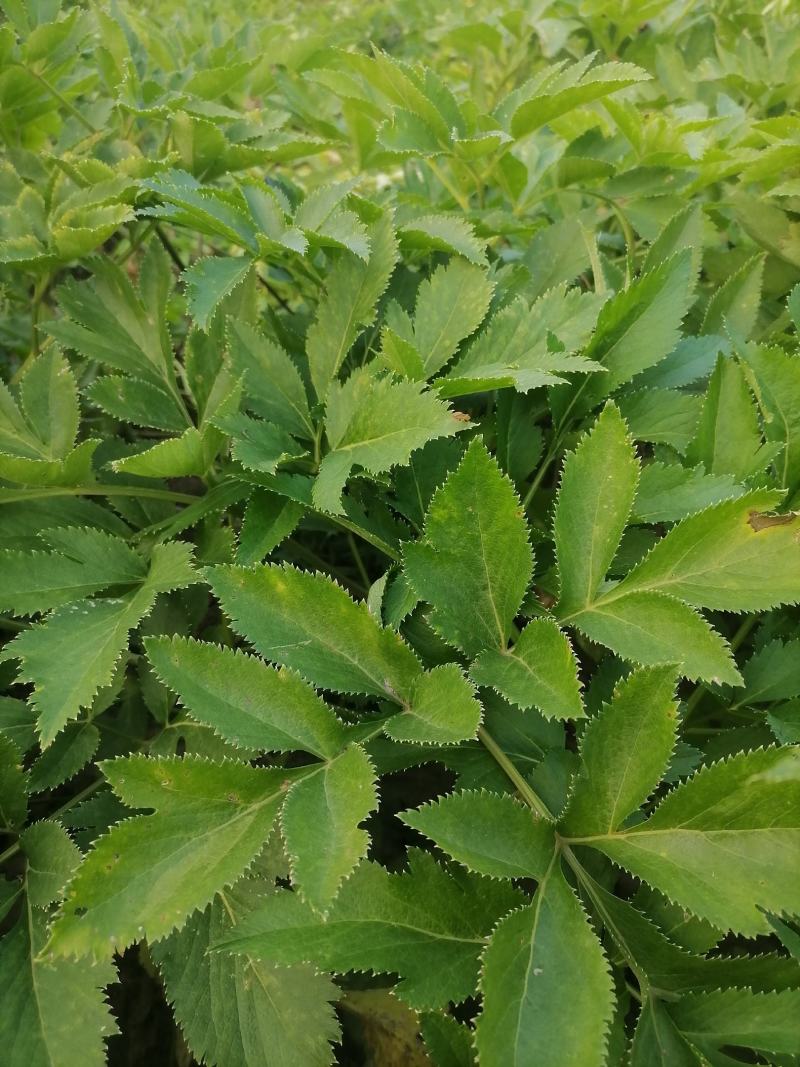 白芷鲜货个子切片沫子
