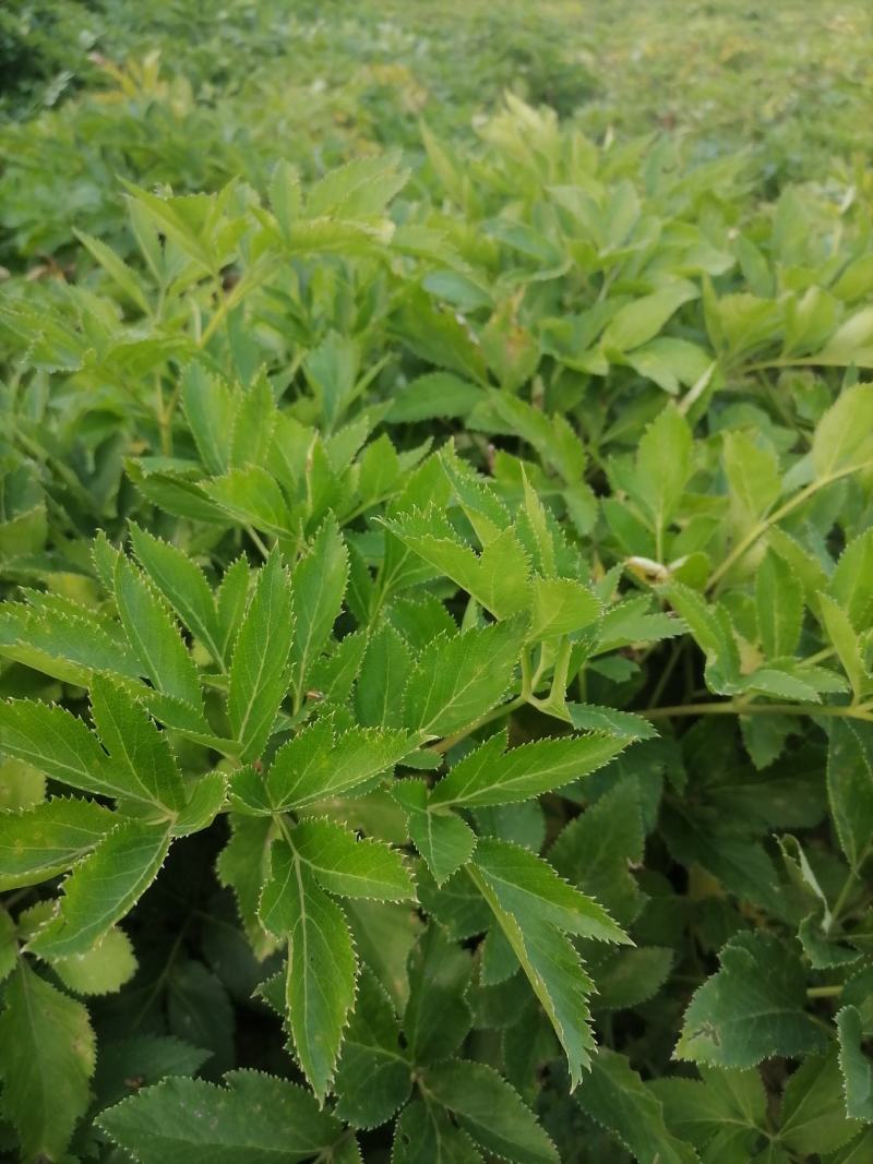 白芷鲜货个子切片沫子
