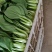 小油菜