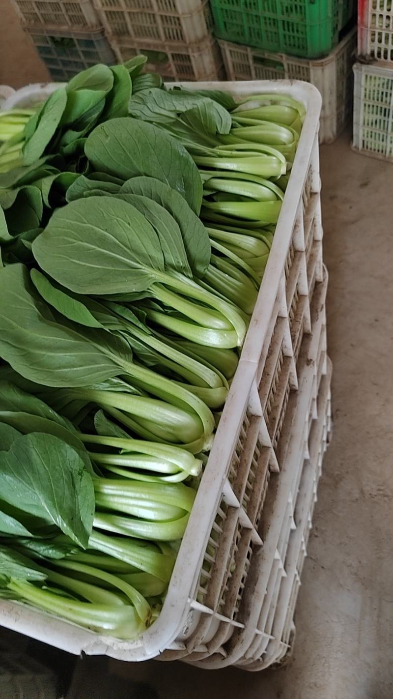 小油菜