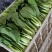小油菜
