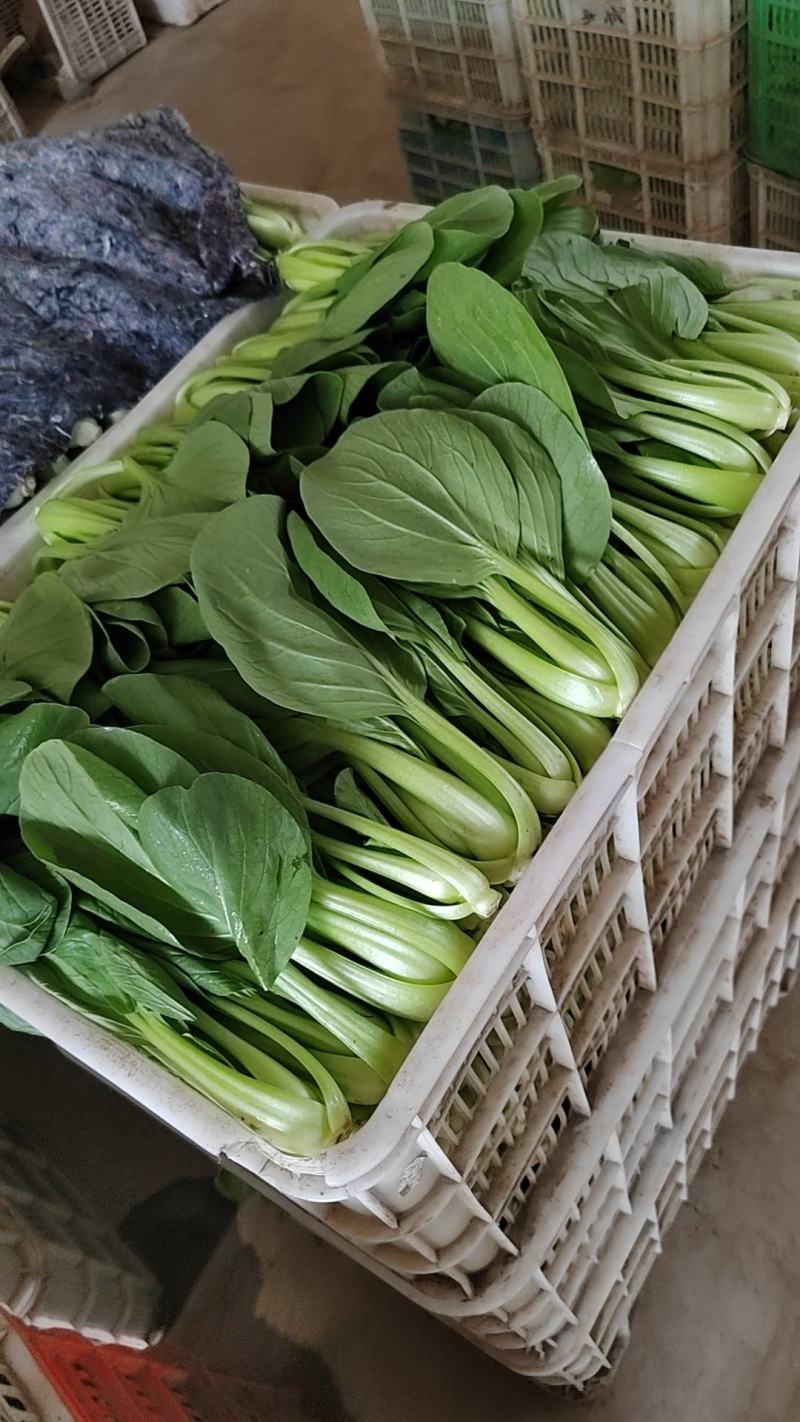 小油菜