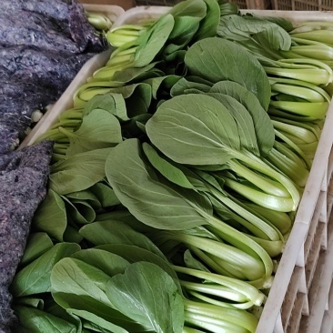 小油菜