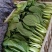 小油菜